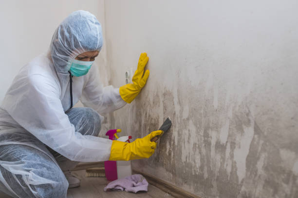 Best Crawl Space Mold Removal  in Mesita, NM