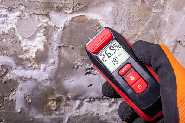 Best Mold Removal Process  in Mesita, NM