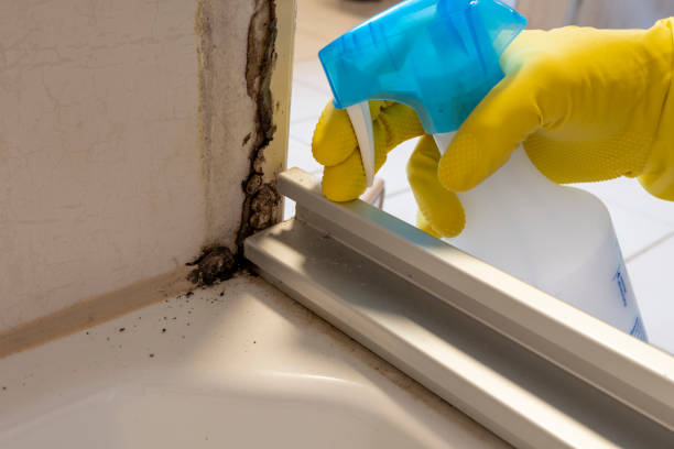 Home Mold Removal in Mesita, NM