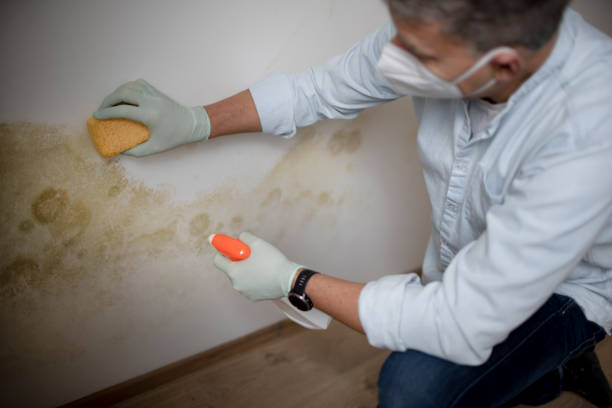 Best Professional Mold Removal  in Mesita, NM