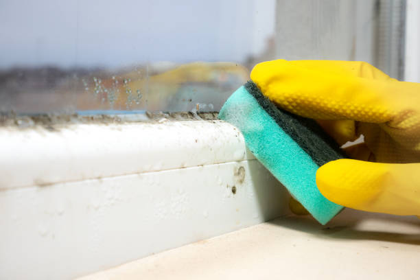 Best Home Mold Removal  in Mesita, NM