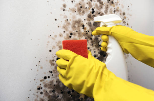 Best Professional Mold Removal  in Mesita, NM
