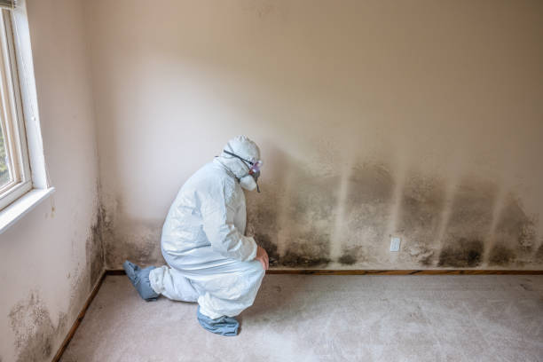 Best Mold Testing  in Mesita, NM