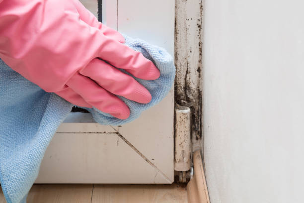 Best Attic Mold Removal  in Mesita, NM