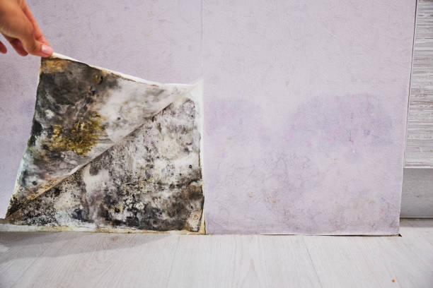 Best Toxic Mold Removal  in Mesita, NM